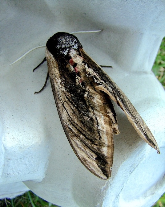 privet hawkmoth